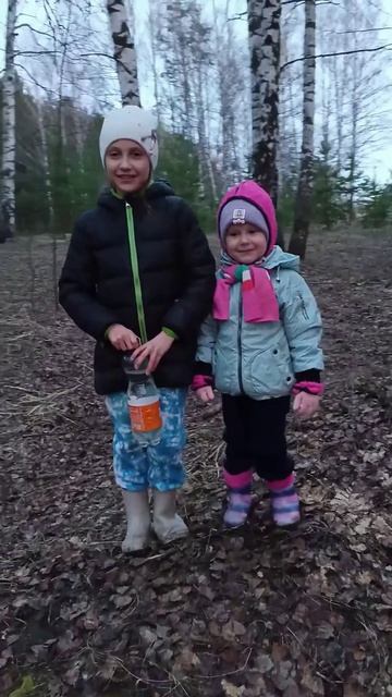 Собираем берёзовый сок