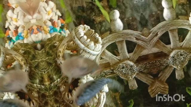 и снова иншот.