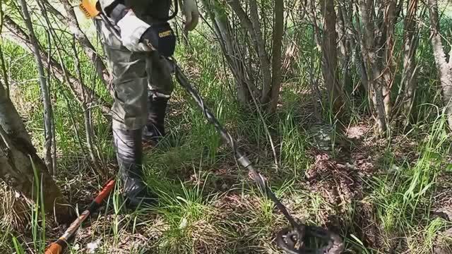 КОПАЮ МЕТАЛЛ НА ПОЛЕ_ЖЕЛЕЗО ЕСТЬ_ НАШЁЛ ТРАК ОТ БУЛЬДОЗЕРА. #КопМеталлавлесу #металлокоп