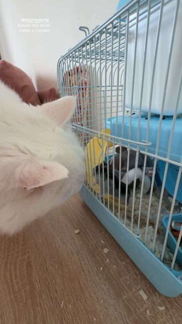 Знакомство Афанасия с Яшей