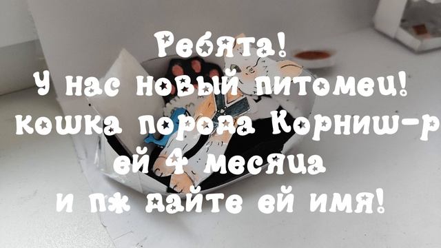 Все о новой кошечке!
