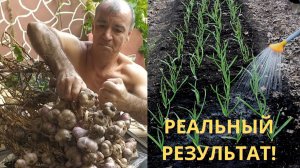 ЧЕСНОК РАЗМЕРОМ С КУЛАК! 🧄 Секреты урожая и хранения спустя год. Эксперимент с луком.