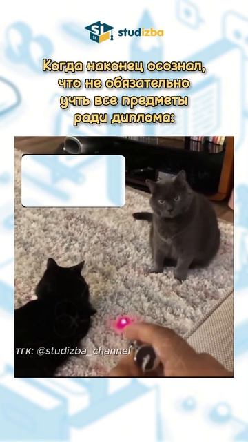 Помогаем студентам зарабатывать с 2010 года! кот прикол мемы смех