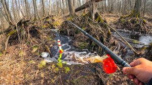 Я ЖДАЛ ТРИ ГОДА, этой рыбалки в МЕТРОВОМ ЛЕСНОМ РУЧЬЕ. Ловля на поплавок в 2026