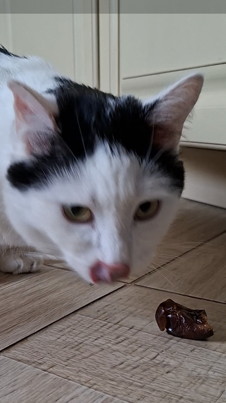 Роки ест финики