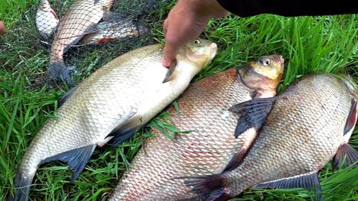 ДОНКА или ФИДЕР Ловля на реке ! Открытие сезона