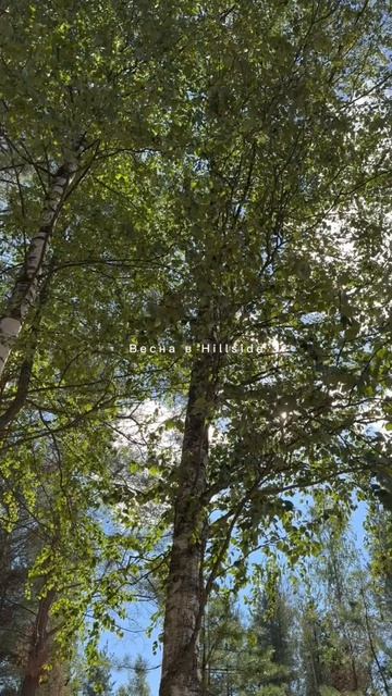 Совсем скоро весна будет ощущаться вот так. 🌿☀️