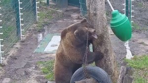 Непослушную синюю канистру убрали 🐻😡, а теперь я разберусь с зелёным кабачком 😂