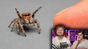 Я ПОДРУЖИЛСЯ С САМЫМ УМНЫМ ПАУКОМ В МИРЕ _ РЕАКЦИЯ на SlivkiShow