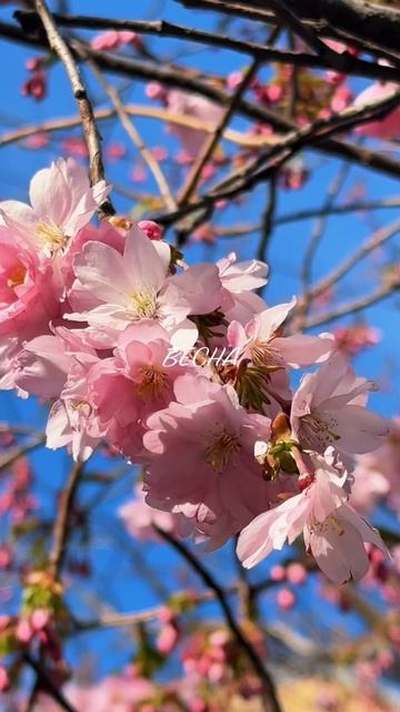 Дыхание весны 🌸