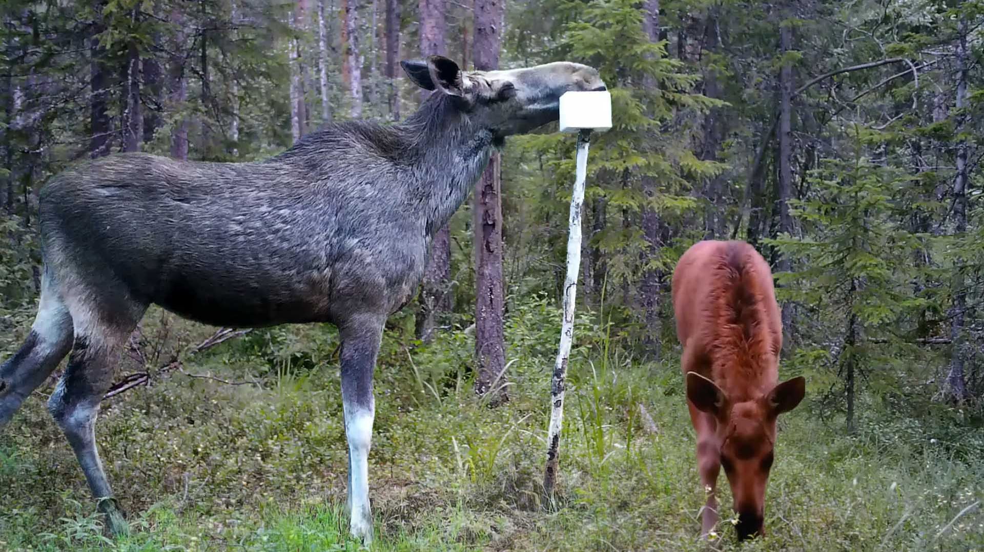 НЕШУТОЧНЫЕ СТРАСТИ НА СОЛОНЦЕ! Скрытая жизнь лесных  гигантов!
