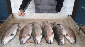 улов форели 14.7 кг