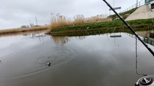 Мормышинг.Ловлю карасей,а поплавочники говорят не клюёт.