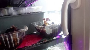 Сегодня ровно месяц , как я посеяла помидорчики. Приобрела себе стеллаж и очень довольна.