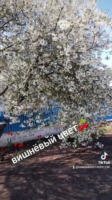 1000025600.mp4цветёт вишня 🍒 в саду