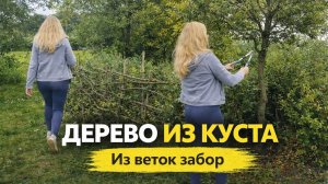 Куст превратился в дерево, а ветки — в забор! Реальный процесс