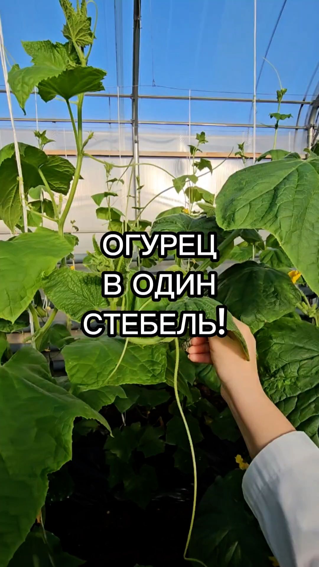 Зачем формировать огурец В ОДИН СТЕБЕЛЬ?