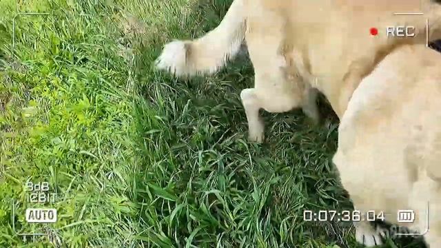 Обрабатываю огород ,топлю баню и гуляю с собакой