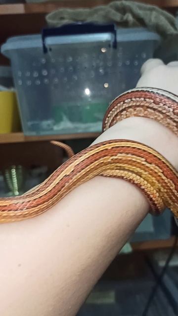 Маисовый полоз Катриель. Отец малышей. 8 апреля 2026 г.