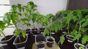 Рассада томатов выживала как могла.20.04.2026