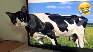 Приколы с котами! УГАРНЫЕ! Смешные коты и кошки!