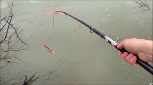 РУКИ ТРЯСУТСЯ...ЗАГНУЛО УДОЧКУ У КОРЯГ! Реальный КРУПНЯК на ПОПЛАВОК. Рыбалка весной 2026