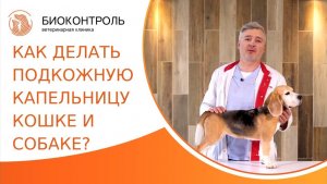 Как правильно делать подкожную капельницу кошке и собаке? Подкожная капельница кошке и собаке. 18+