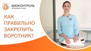 Как правильно надеть ветеринарный воротник на кота? Как надеть воротник на кота. Биоконтроль. 18+