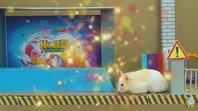 Хомячок сталкивается со свирепой акулой, убегая из лабиринта! часть 9