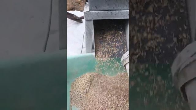 Плющилка плющение зерна