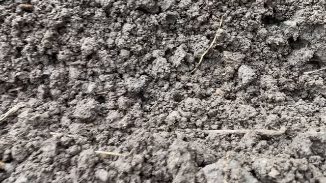 Первые посевы и ленивый способ посадки картофеля. Апрель 2026