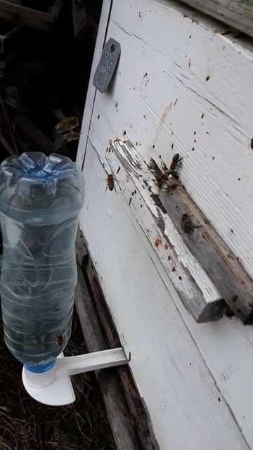 Летковая поилка