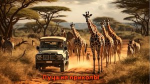 Невероятные сафари | Лучшие приколы | Подборка приколов 👍🔥