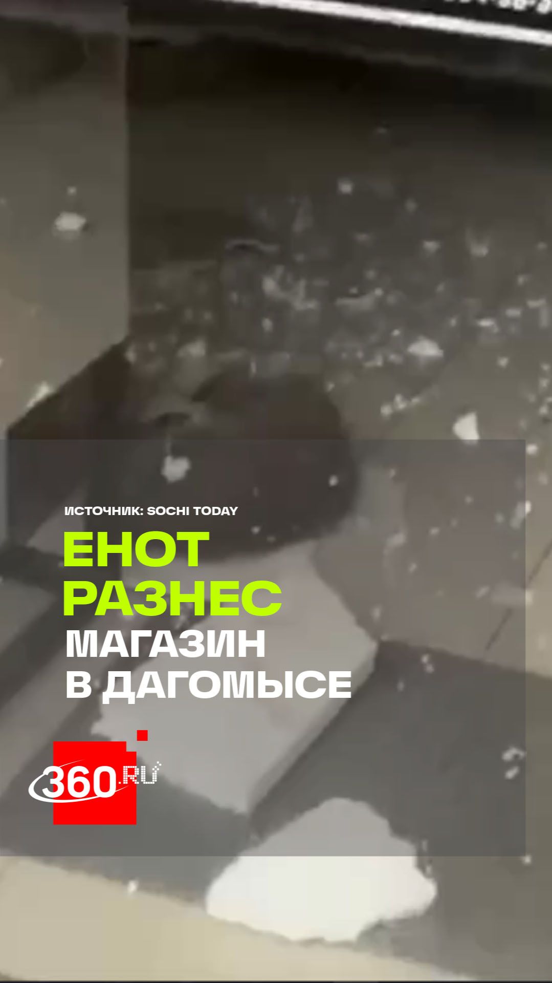 Енот устроил погром в магазине косметики в Дагомысе и уснул на месте преступления