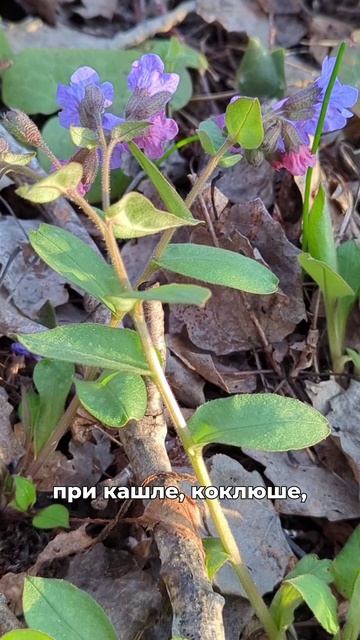 Живая трава лесовая