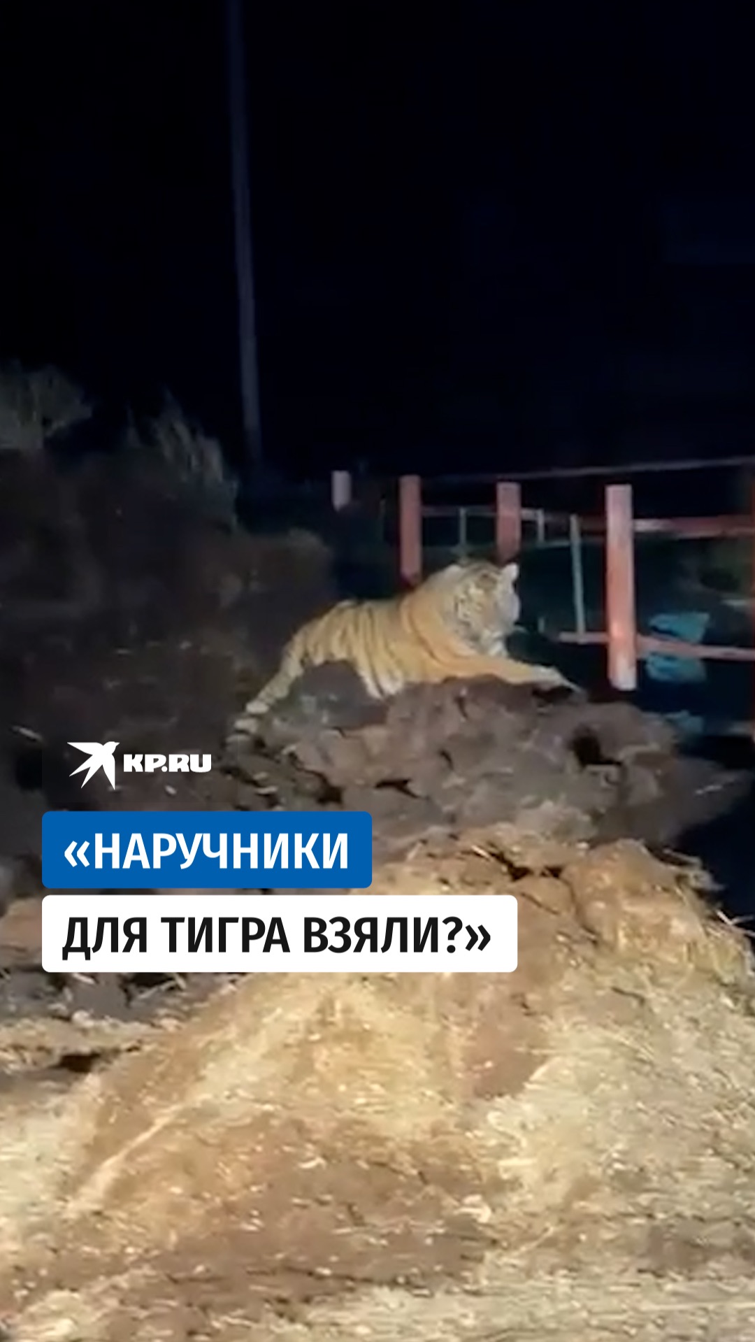 Тигр стал свидетелем смешного разговора полицейских и мужика в селе Кугуки