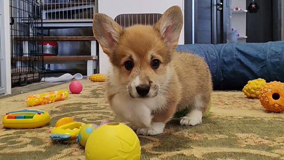 Фрай Винд Я-помет, щенки вельш корги пемброк, возраст 2 месяца