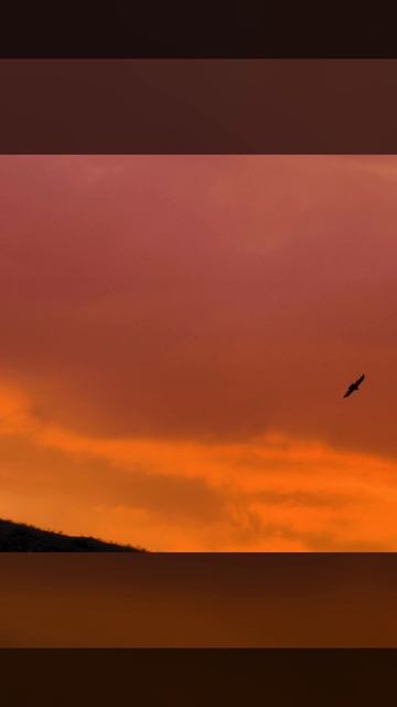 Золотой закат  #altay #природа #закат