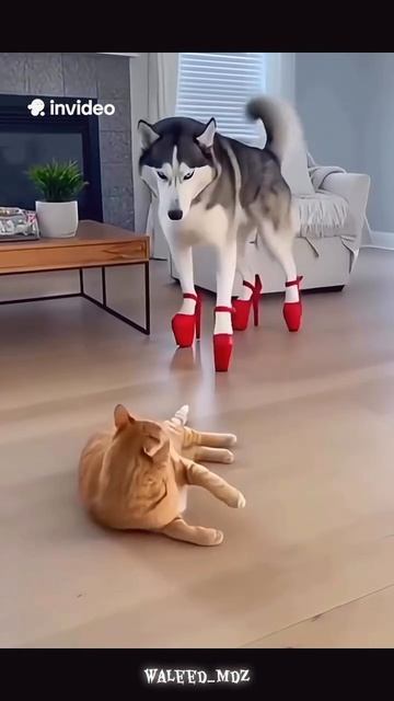 Смешные видео