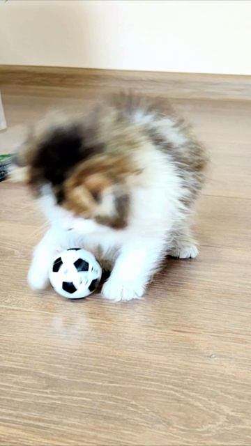 Милый котенок играет с мячиком. #котенок #котята