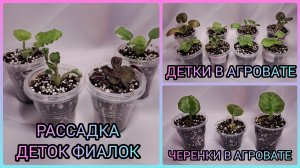 Рассадка деток фиалок. Черенки в агровате. Детки в агровате.