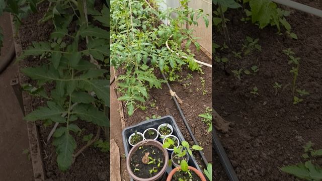 обзор теплицы 20 апреля #теплица #дача #садоводничество #огород #уходзатеплицей