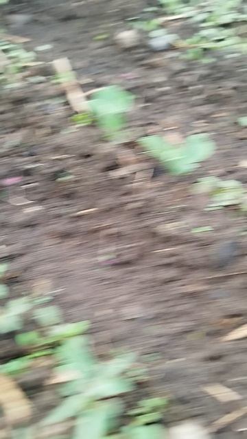 Мой горох в теплице😃