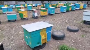 20 апреля. Про продажу пчелопакетов