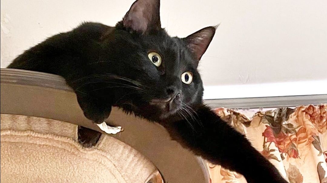 Мы Бобры-знаем, что любят кошки