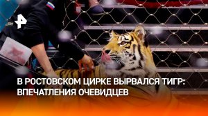 "Мы покинули цирк ползком": очевидицы побега тигра с циркового манежам рассказали об инциденте
