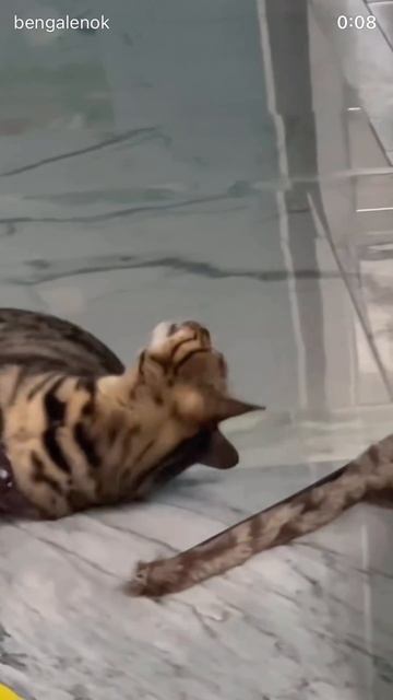 #bengal #bengalcat #cat