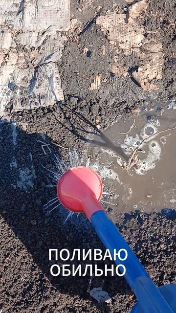 ПОСАДКА КРАСНОЙ СМОРОДИНЫ