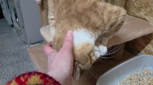 Обворожительный котик Моисей