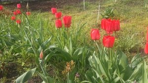 20 Апреля 2026 г.Ростов на Дону